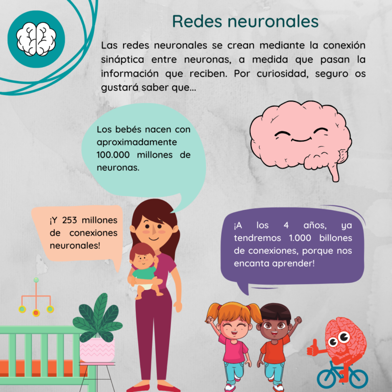 ¿Cómo Se Desarrolla El Cerebro De Un Bebé En El Vientre De La Madre ...